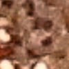 Copper Brown